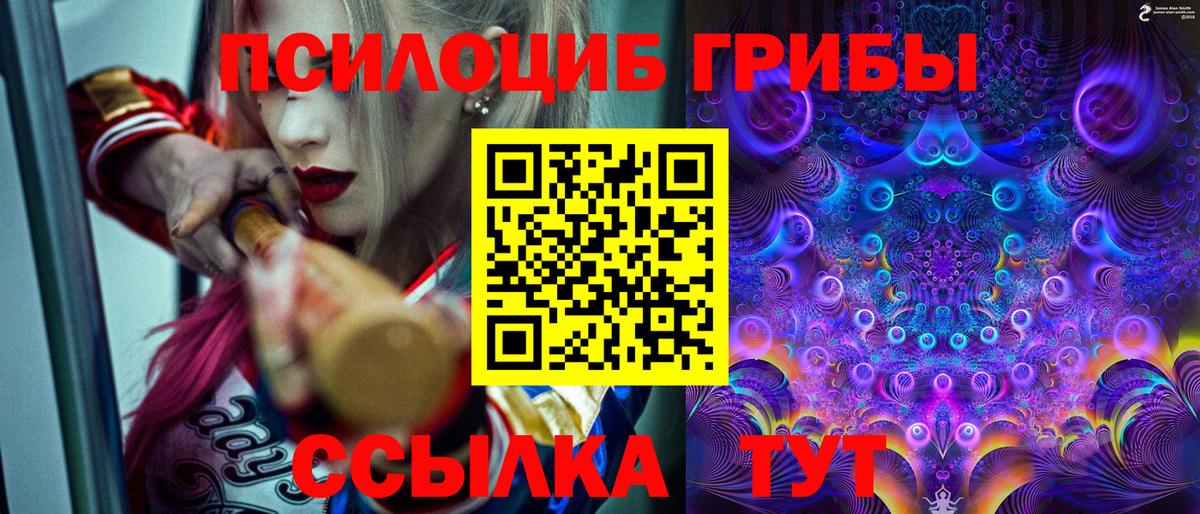 купить закладку  Псилоцибиновые грибы Psilocybine cubensis  Вход с VPN  Карачаевск 